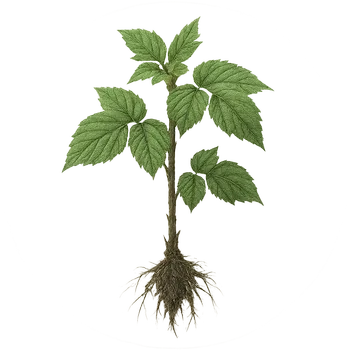 Саженец ежевики